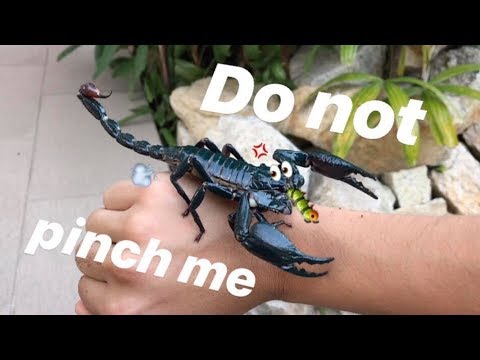 My GIANT forest SCORPION eats his worm ALIVE !!!