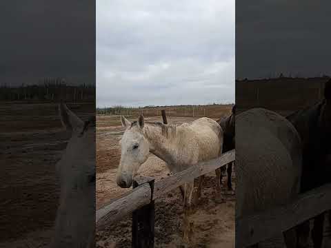 cavalo muito caro