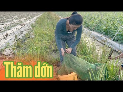 Cô Gái Quê ✅ Sáng ra thăm dớn kiếm mớ cá về nấu Cơm