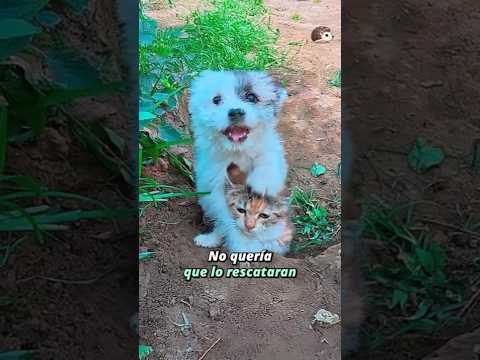 No podía abandonar a su amiga