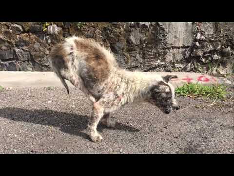 Dog walks on his hands to survive