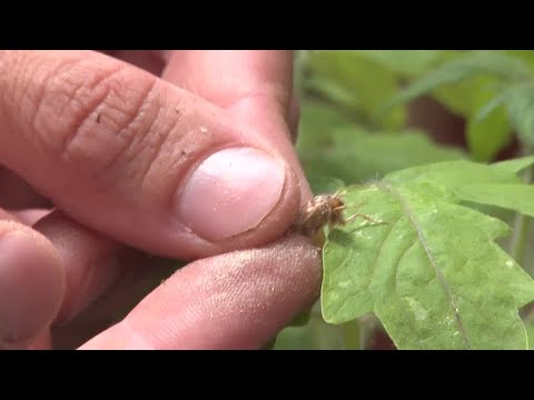 YouTube video thumbnail: Researchers Find That When Plants Talk, Insects Listen
