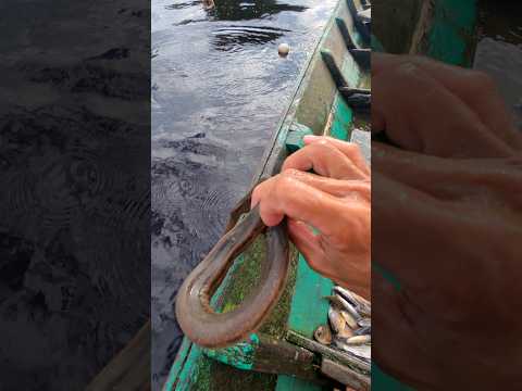 There's a snake in the trap #patehinte