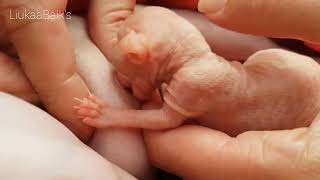 Helping a Weak Newborn Kitten | First Feeding | Needs Help to Survive 