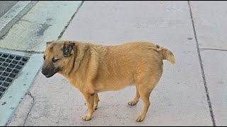 walk live to digest zdt results