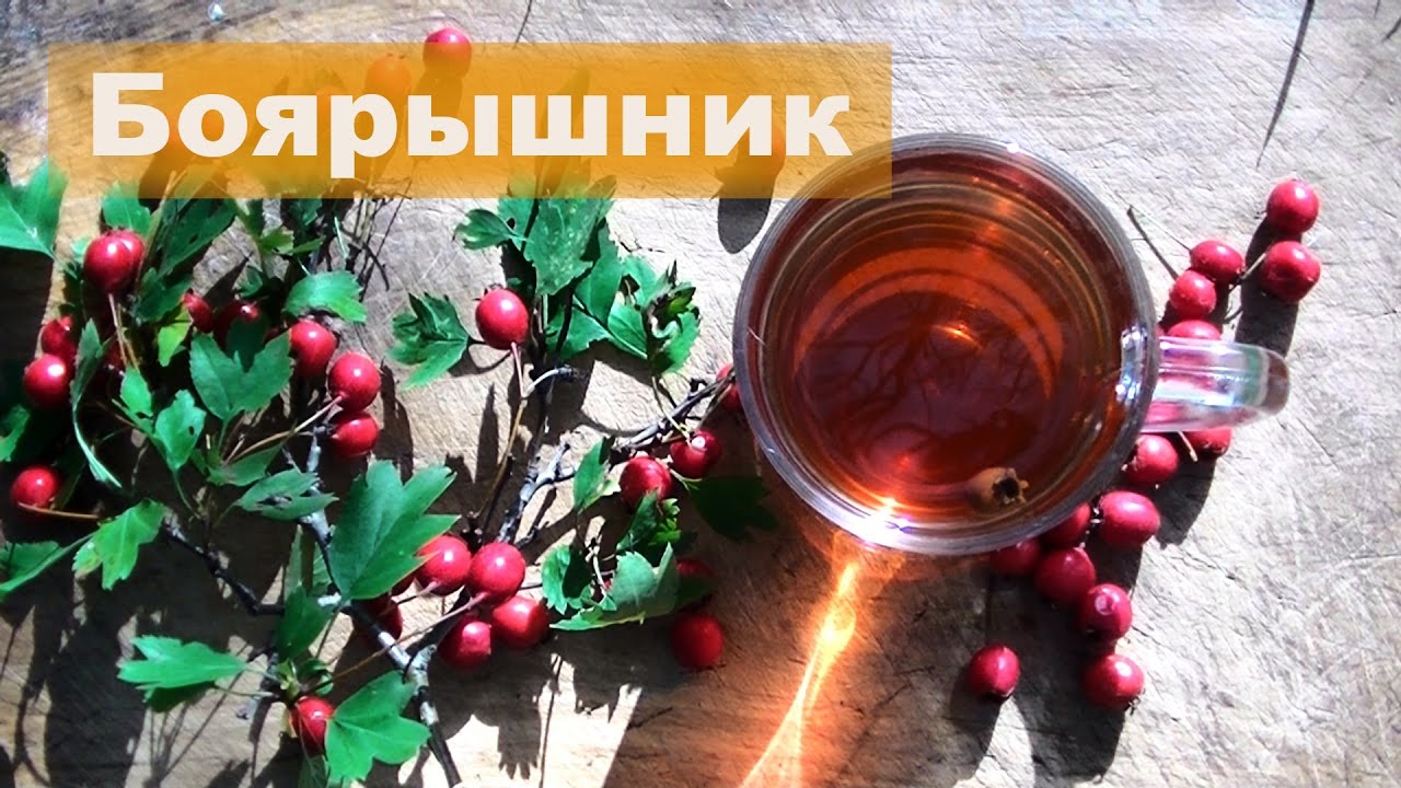 Боярышник свойства и применение чай из боярышника