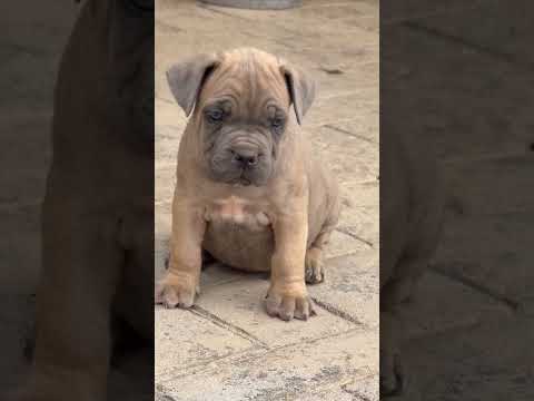 Nunca soñé, en tener algo tan bonito