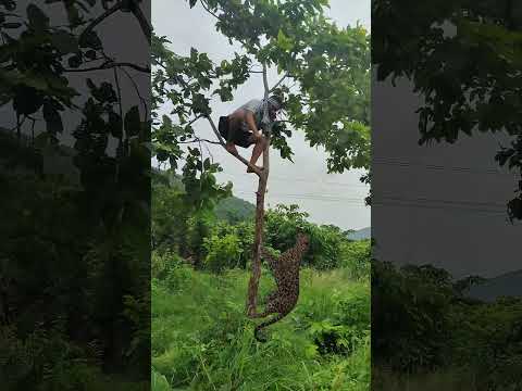 open leopard 🐆 attack 😱 #vfxshorts #vfxworld #monkey #viralvideos #wildlife #tiger #animals #vfx