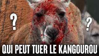 5 Animaux Qui Pourraient Vaincre Un KANGOUROU