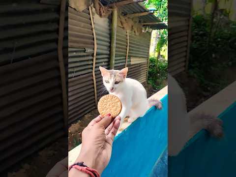 #funny #cat #cats #comedy #animals