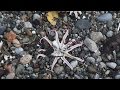 Starfish Disease and Ecological Impact