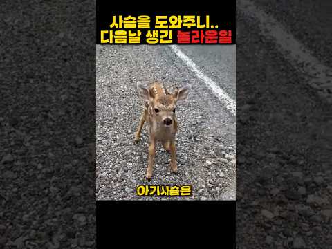 사슴을 도와주니.. 다음날 생긴 놀라운일