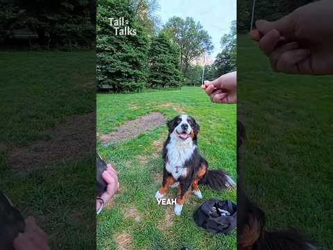 We met a beautiful Bernese while we were walking in the park! #bernesemountaindog #dog