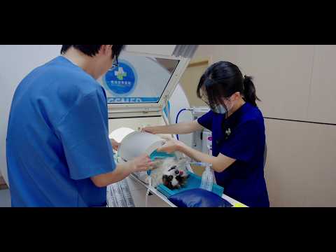 Interview Following by the Successful Installation of Wuhan Siyuan Animal Hospital ’s veterinary MRI