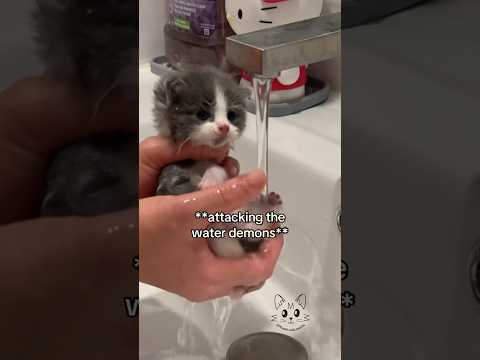 RESCUE KITTEN’S POONAMI BATH 💩🛁‼️ #rescuekitten #orphankitten #babykittens #kittencare #poopsie