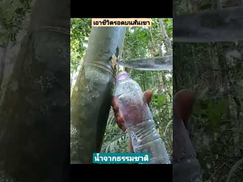 หลงป่า เอาชีวิตรอดในป่า