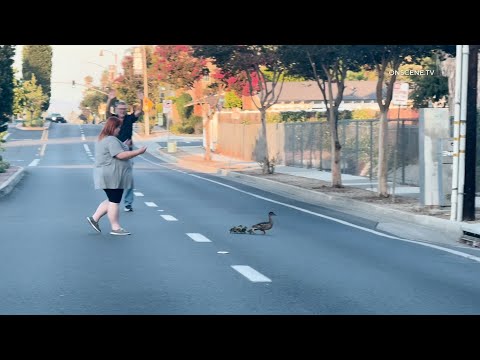 Bystanders Help Ducklings & Momma Duck Cross Busy Street