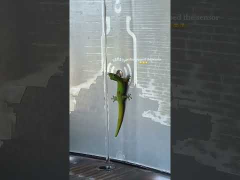 Funny lizard 🦎#animals  #funnyvideo #funny #funnyanimals #usa #lizard #gecko #pets #petvideos #fyp