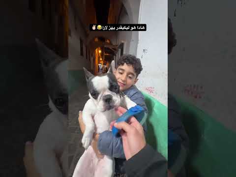 الواحد ليكيقدر يهزها #tetouan #اكسبلور #bulldog #dog #dogbreed #كلاب #englishbulldog