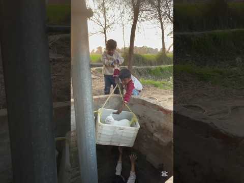 Bakri ka baccha Khai mein gir Gaya#allah#foryou#ytshorts#baby#viralshorts