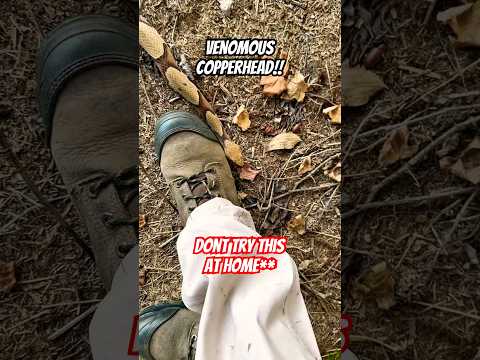 Record Sized Copperhead Slithers Into My Foot!  #snake #animals #nature