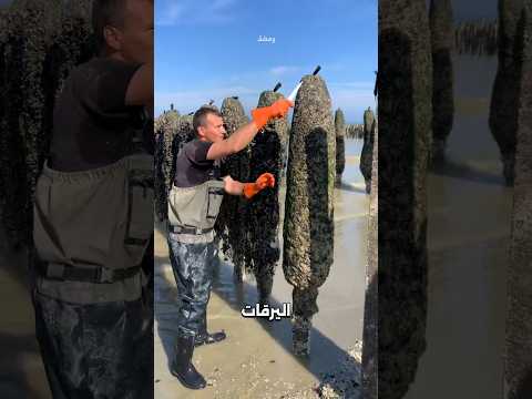 أغرب طريقة لصيد بلح البحر!