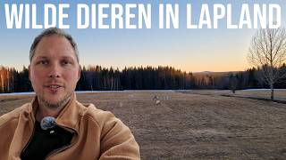 Wilde dieren rond ons huis in Noord-Zweden 🇸🇪 (rustgevende natuurfilm)