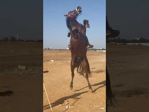 ترويض حصان