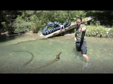 Le innocue e puzzolenti BISCE D'ACQUA!