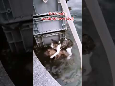 ซึ้งใจสุดๆ🥹🥹🥹 #คลายเครียด #funny #cat #น่ารัก #cute