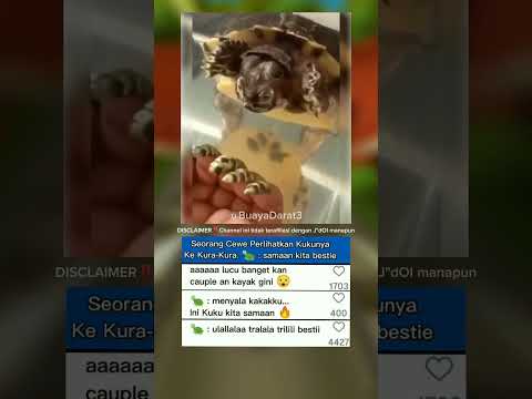 Seorang Cewe Perlihatkan Kukunya ke Kura-Kura. 🐢 : samaan kita bestie