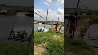 Vannamei shrimp ponds🦐🦐🦐 #shrimpfarming #odisha #vannamei #vannameishrimp #AQUA GYAN THERAPY