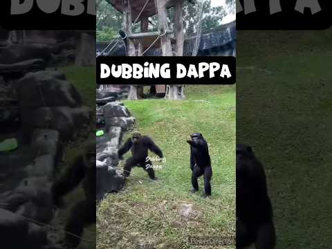 Modaa Mulungi ๐คฃ #funny #shorts #monkey #shortsfeed #goose #funnyanimals #funnyvideos #pets #comedy