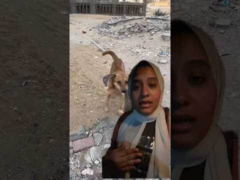 رسالتي للي أخد الكلبة دي أرجوك اتواصل معايا !! #straydogs #dogs