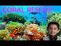 Coral Reefs and Their Ecosystem