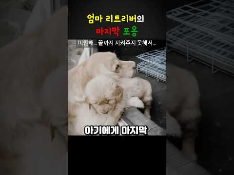 엄마 리트리버의 마지막 포옹