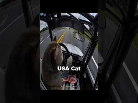 Cats Around the World ๐ณ