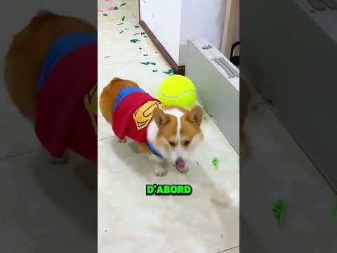 Ce Chien A 200IQ Pour Du Chocolat ! 😱🍫