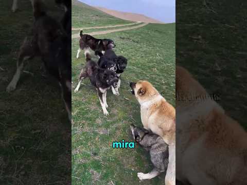 este Alabai y su compañero utilizan  estrategia en combate #alabai #perros #estrategia