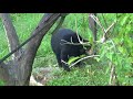 Sun Bear Behavior and Characteristics