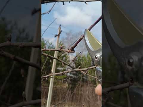 🌳КАК ОБРЕЗАТЬ ЯБЛОНИ ВЕСНОЙ🍎 #обрезка #сад #яблони