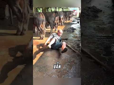 Cuộc Sống Vất Vả Nhưng Đầy Thân Thương Ở Trang Trại Bò Sữa #shorts