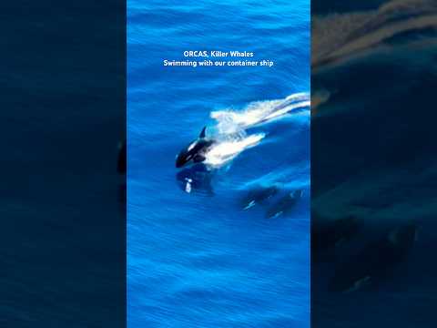 How lucky did we get! 😍😍 #aakritirana #aakritiandrohan #merchantnavy #orcas #containership