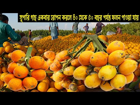 ব্যবসার আইডিয়া অল্প পুঁজিতে কম পরিশ্রমে - সুপারি চাষ পদ্ধতি ও আয় ব্যয় - Betel Nut Farming
