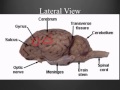 Brain Anatomy and Functions