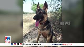 Brave German Shepherd 'Painthu' Sacrifices Life to Save Owner from Tiger Attack | HeroDog