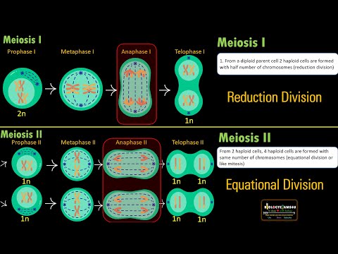 Difference between Meiosis I and II in 2 minutes