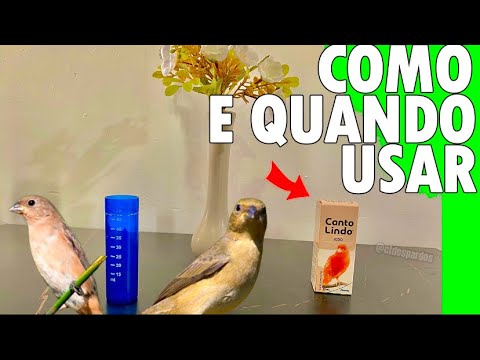 Como e quando usar CANTO LINDO IODO