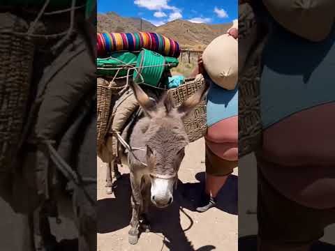 Pero si está muy cargado el pobre burrito 🥺