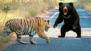This Stupid Tiger Makes a Big Mistake Attacking The Wrong Sloth Bear
